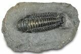 Detailed Crotalocephalina Trilobite - Atchana, Morocco #322276-1